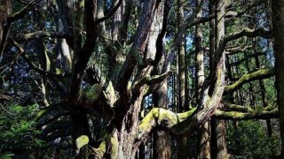 高森殿の杉