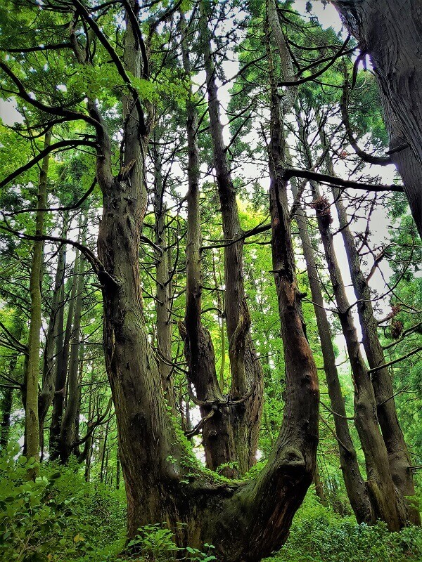 幻想の森