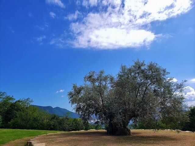 樹齢千年のオリーヴ大樹