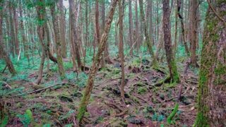 青木ヶ原樹海