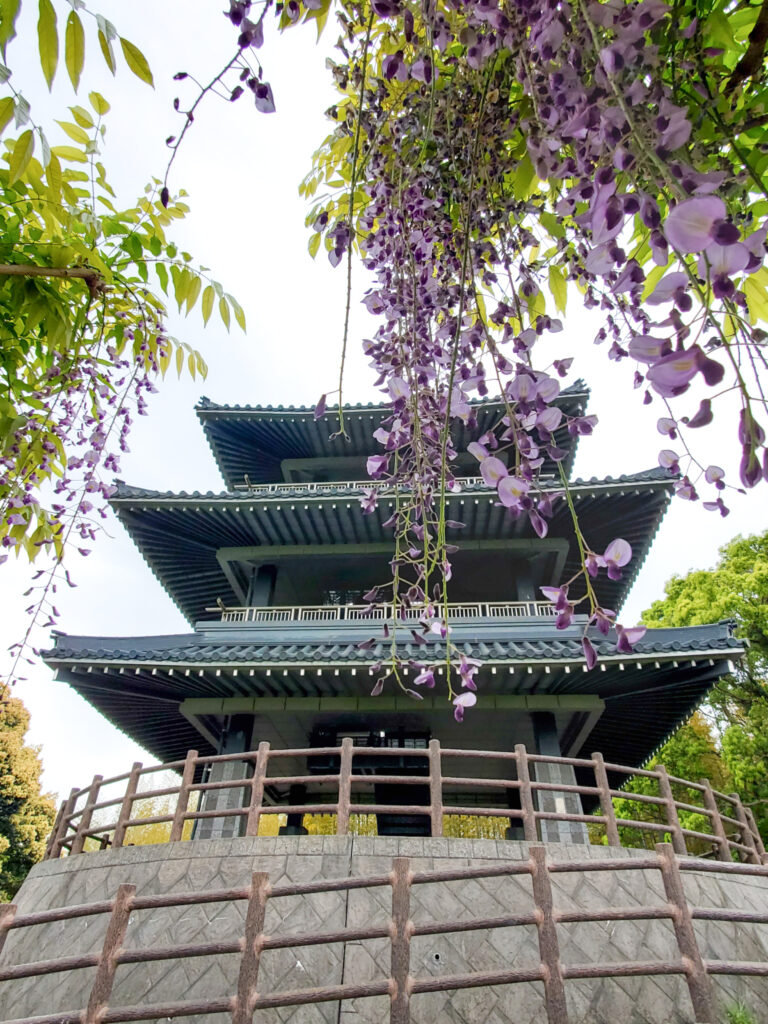 吉祥寺公園の藤 福岡県