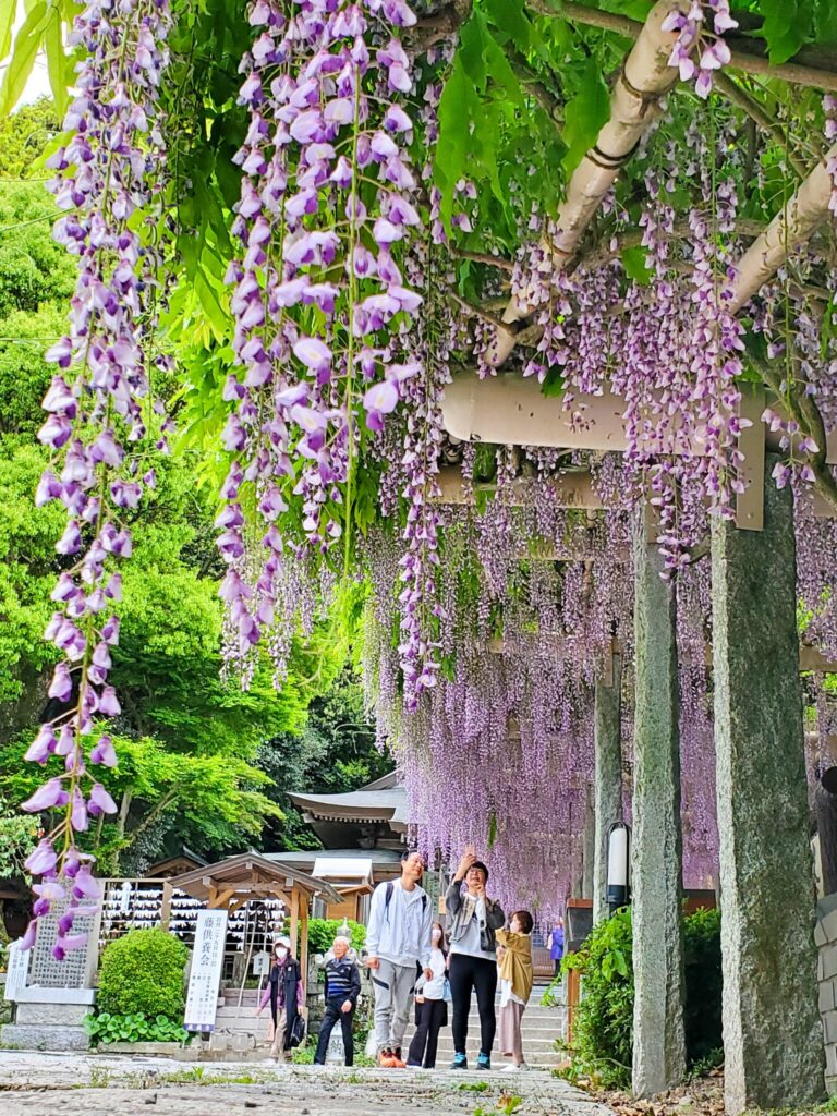 武蔵寺の長寿の藤