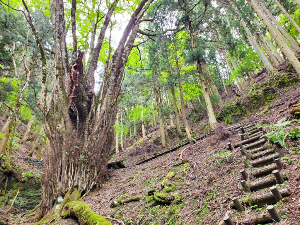 藤坂のカツラ 兵庫県