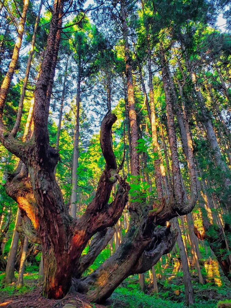 ２１世紀の森 株杉の森