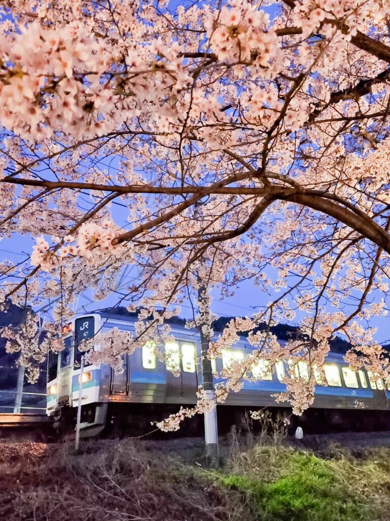 甚六桜公園