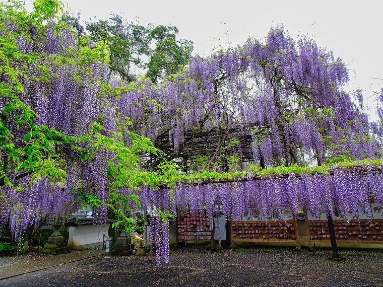 藤山神社の大藤