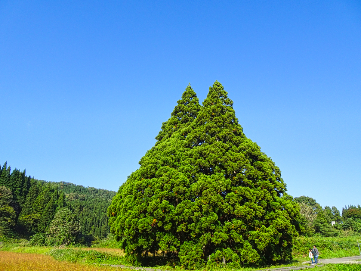 小杉の大杉 トトロの木 山形県