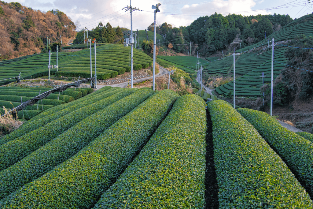 釜塚の茶畑