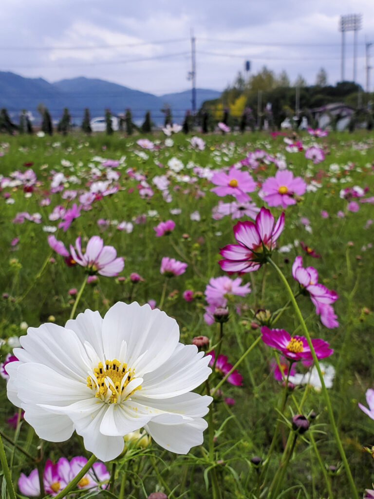 夢コスモス園 京都府