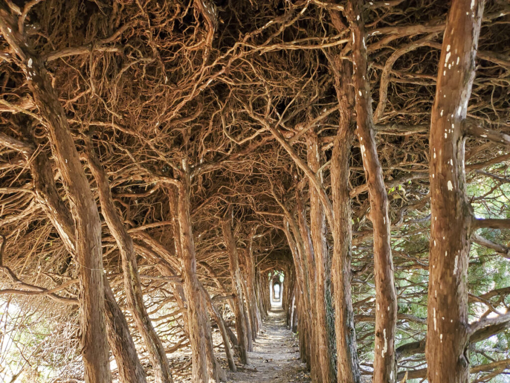 市営王子の森公園 木のトンネル