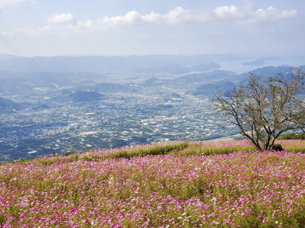 鷲ヶ峰コスモスパーク 和歌山県