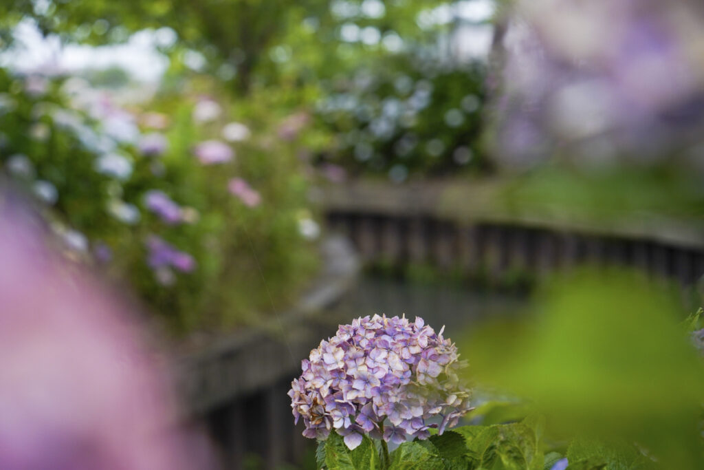 宮荘川の紫陽花