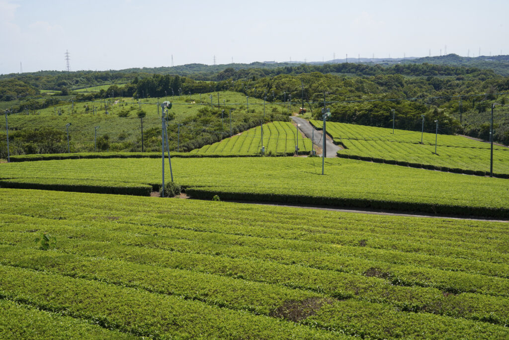 藤河内茶園展望台 山口県