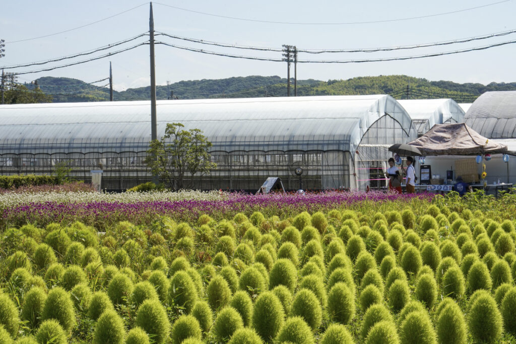 花の海 山口県