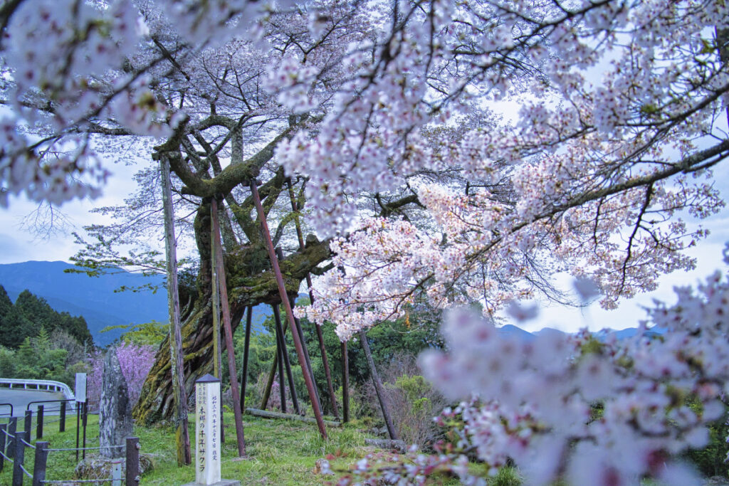 本郷の千年桜 山梨県