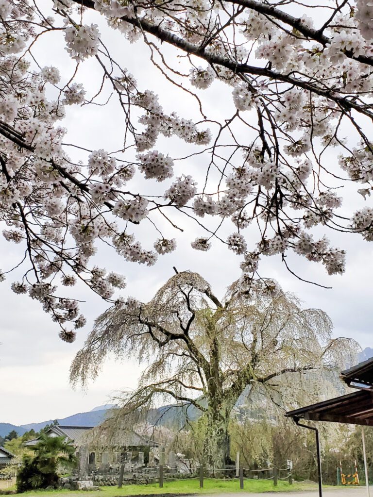 原間のイトザクラ 山梨県