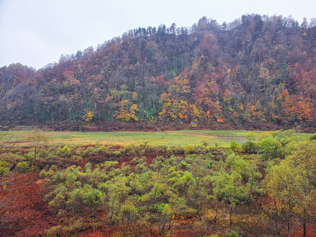 秋扇湖 水没林