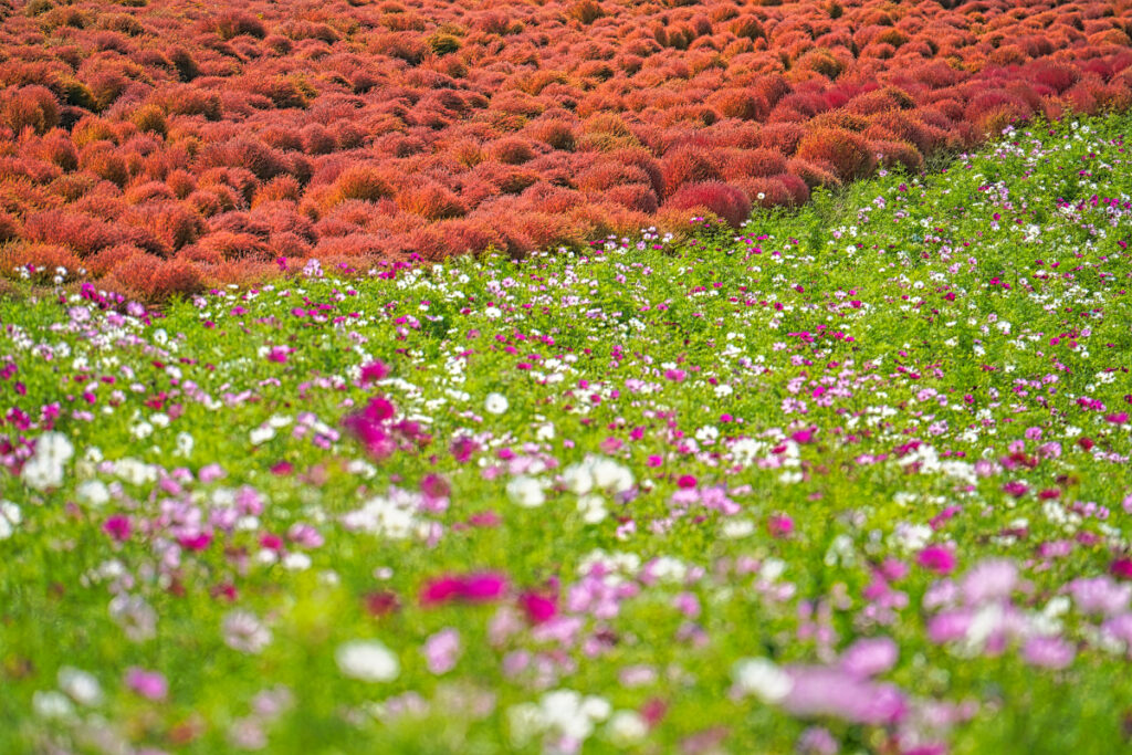 国営ひたち海浜公園