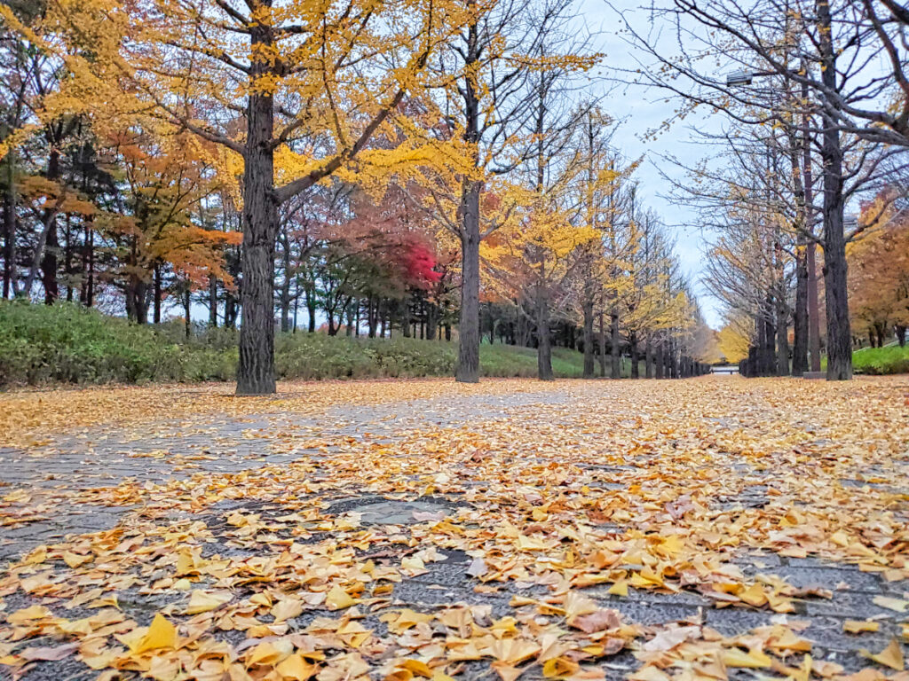 あづま総合運動公園 いちょう並木 福島県