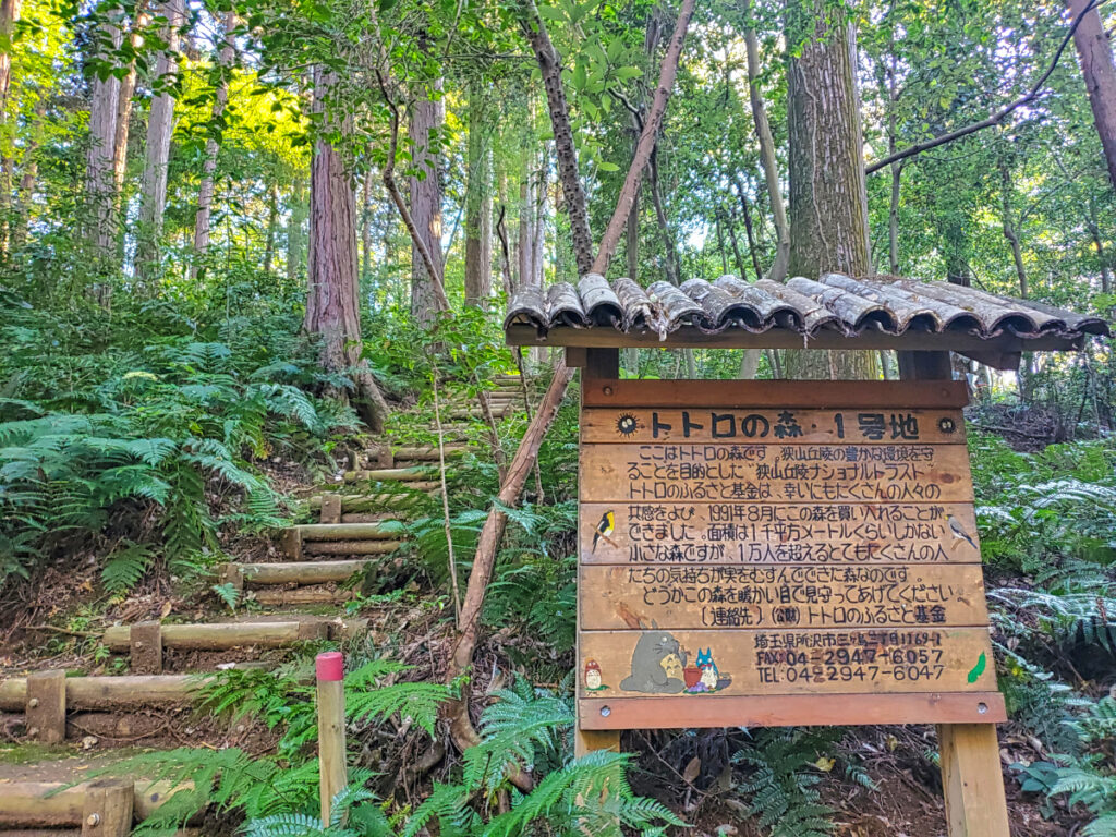 狭山丘陵 トトロの森1号地 埼玉県