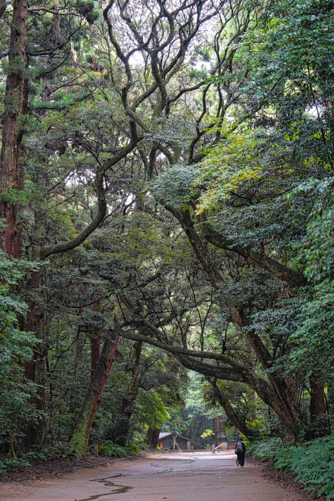 鹿島神宮 樹叢 茨城県