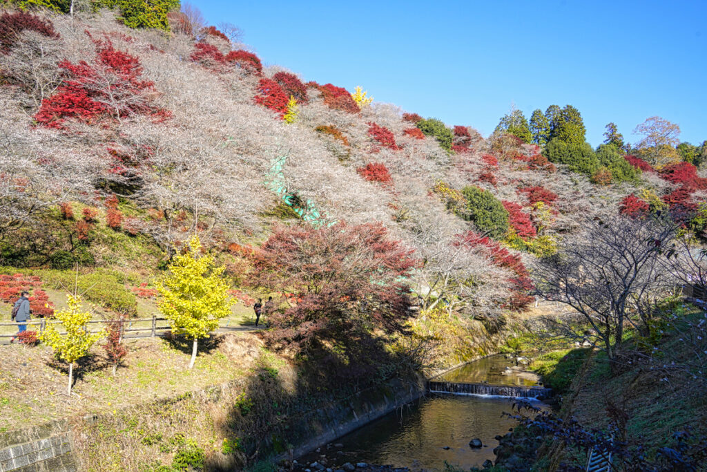 川見四季桜の里 愛知県