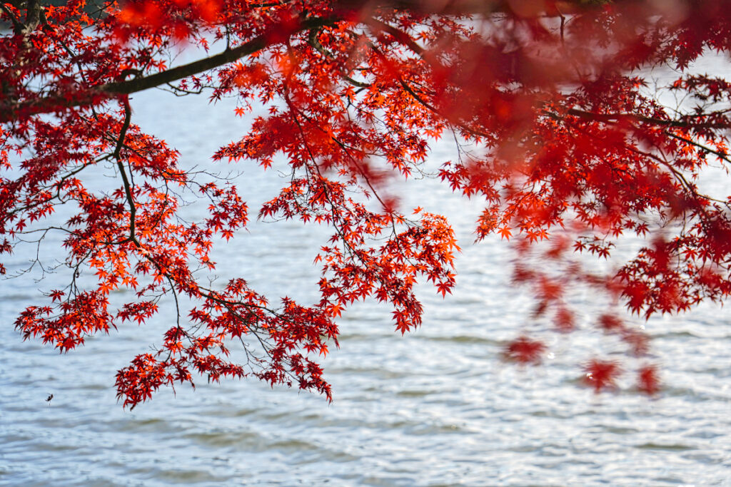 南湖公園 福島県