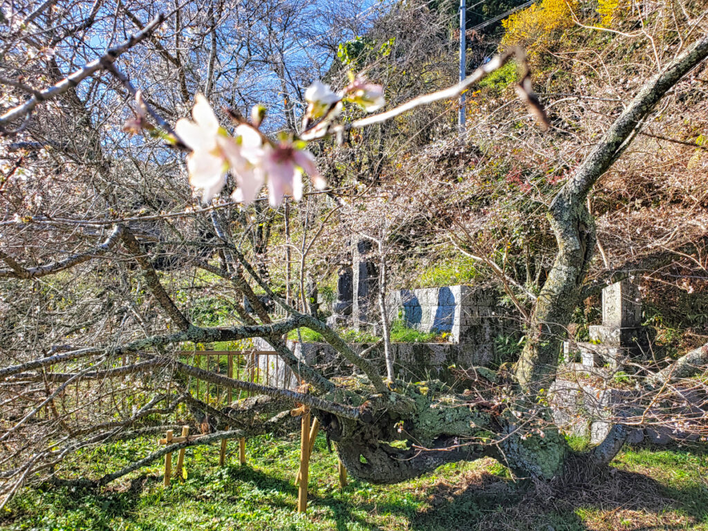 前洞の四季桜 愛知県
