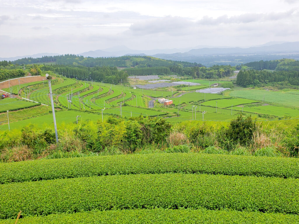 高塚丘（茶ばっけん丘） 知覧の茶畑 鹿児島県