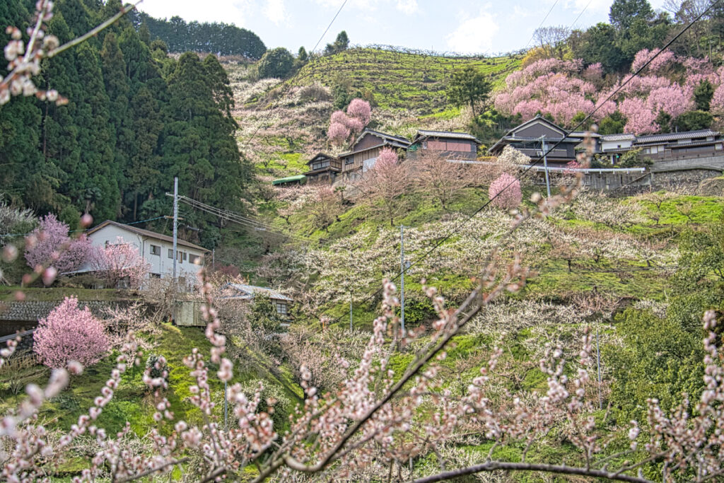賀名生梅林 奈良県