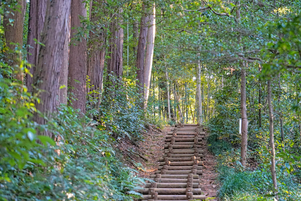 狭山丘陵 トトロの森1号地 埼玉県
