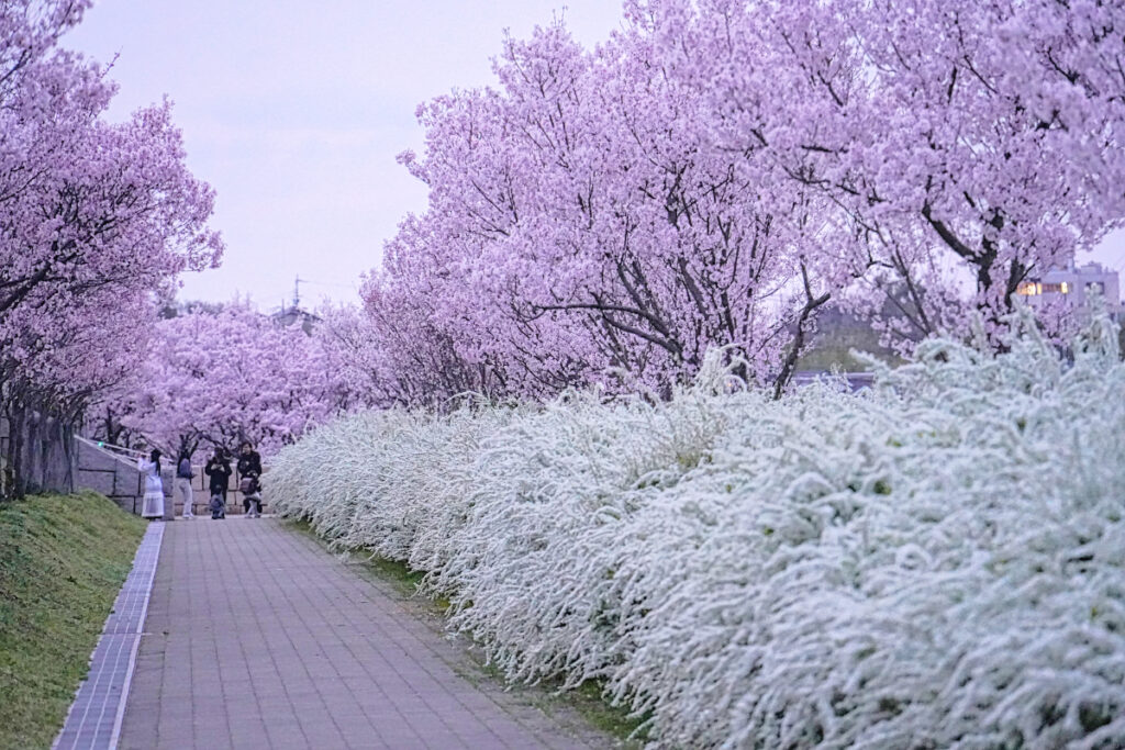 狭山池の桜並木 大阪府