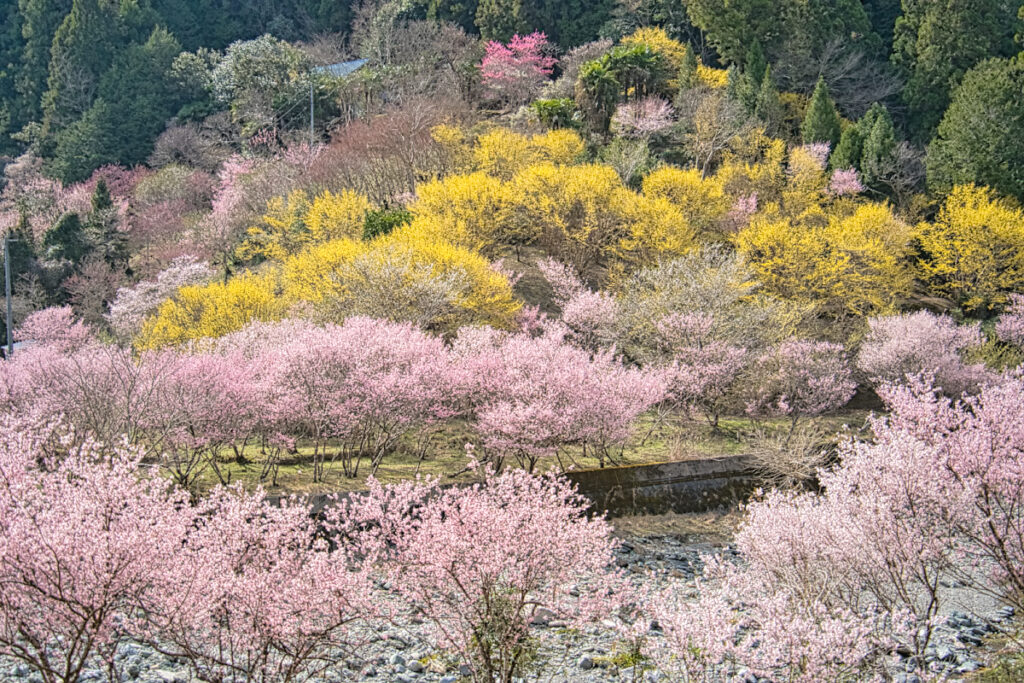 西吉野の桃源郷 奈良県