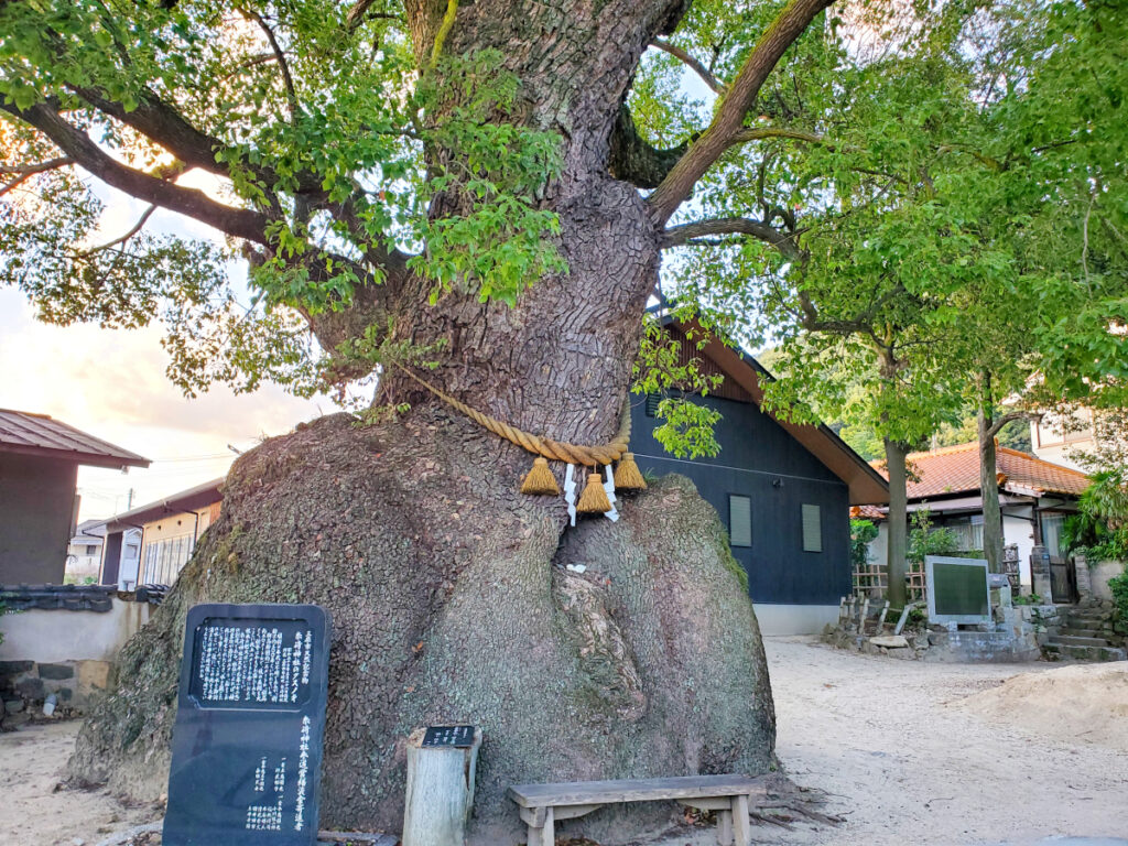 糸崎神社のクスノキ 広島県