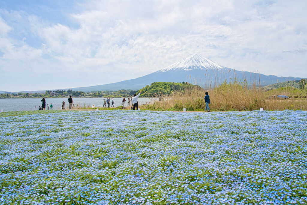 大石公園 ネモフィラ 山梨県