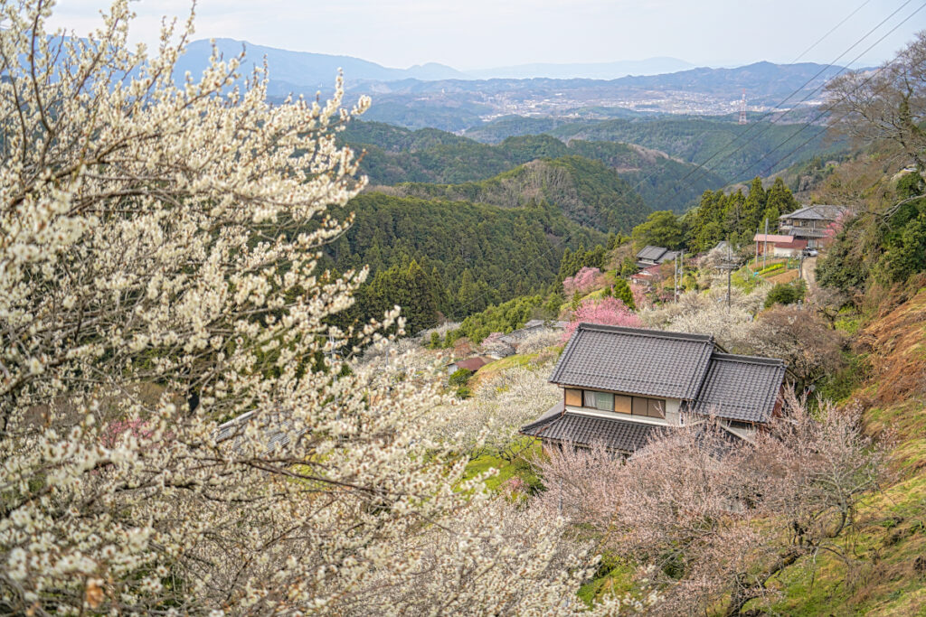 広橋梅林 奈良県