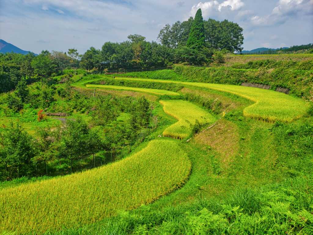 鳥の巣棚田 宮崎県