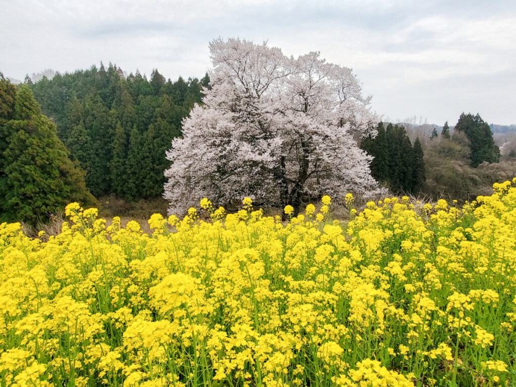 梅沢の山桜 福島県