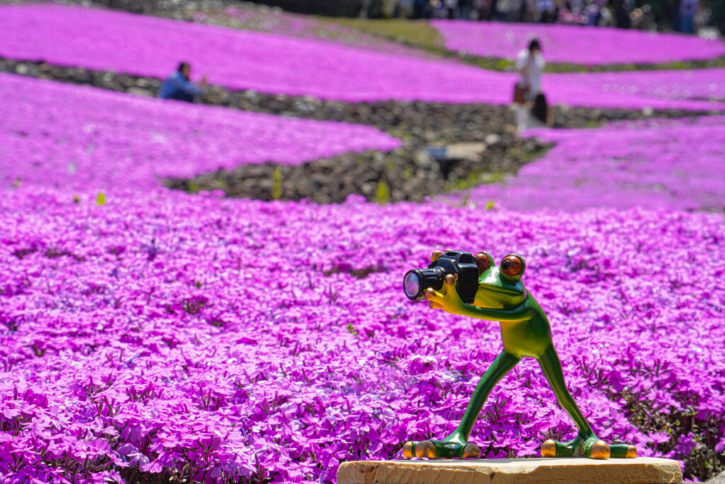 花のじゅうたん 兵庫県