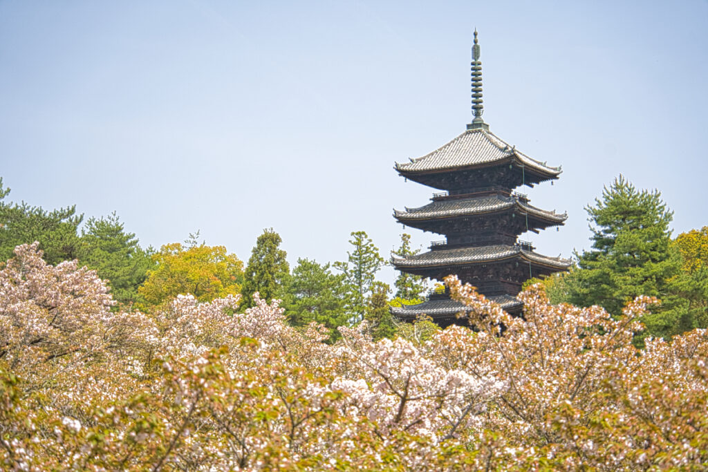 仁和寺 御室桜 京都府