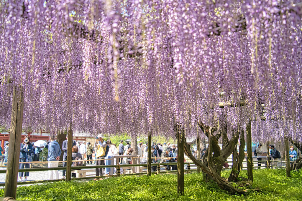 平等院 鳳凰堂 京都府