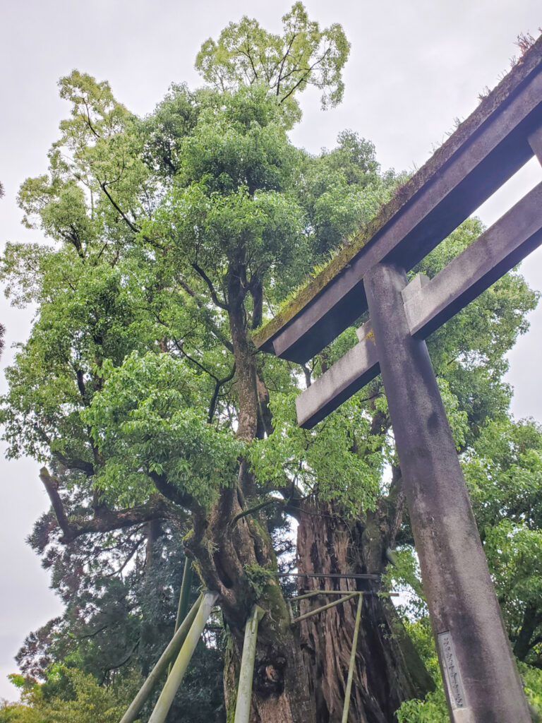 川辺の大クス 鹿児島県