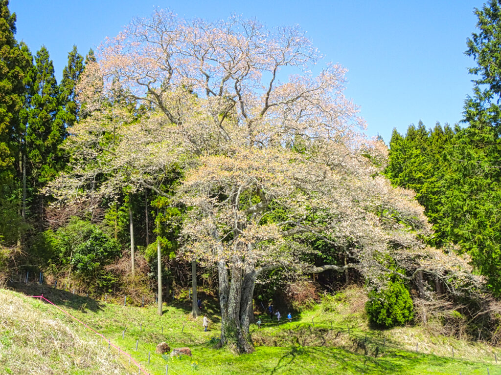 森湯滝のエドヒガシ（桜） 広島県