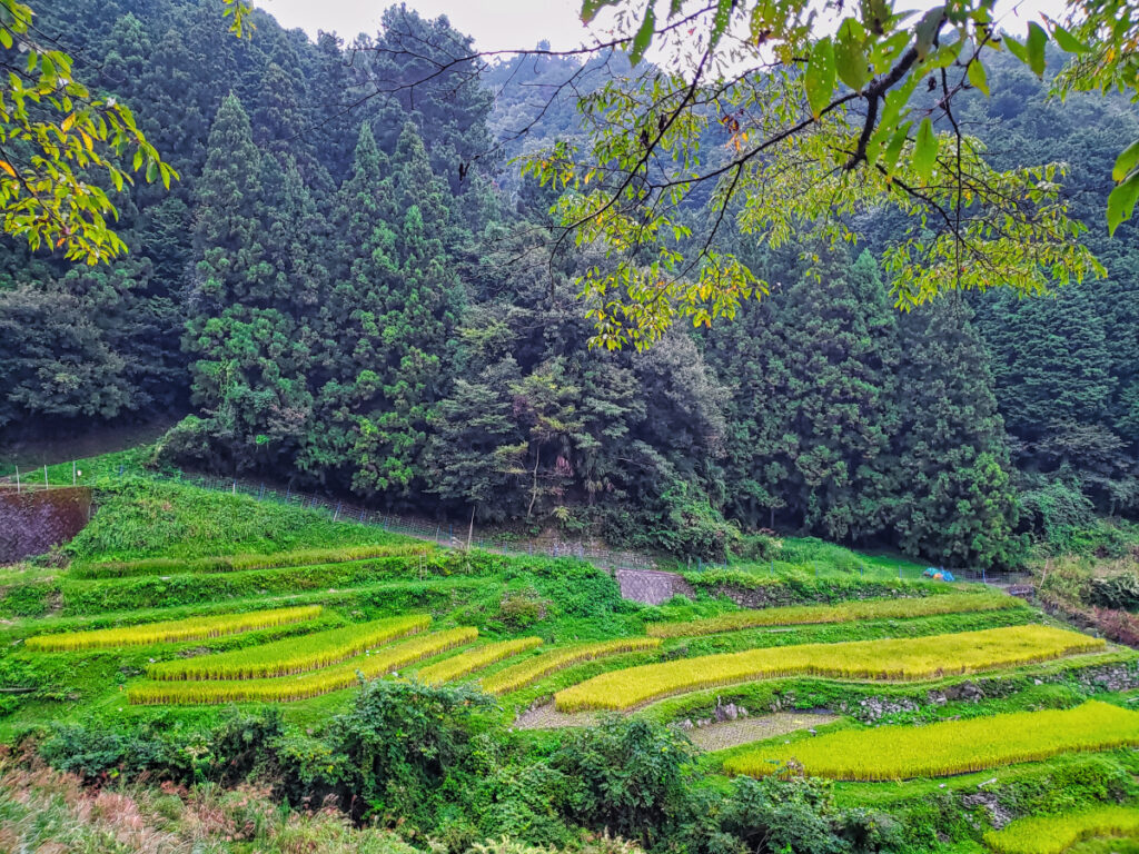 下影の棚田 徳島県