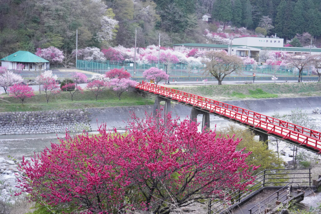 昼神温泉の花桃