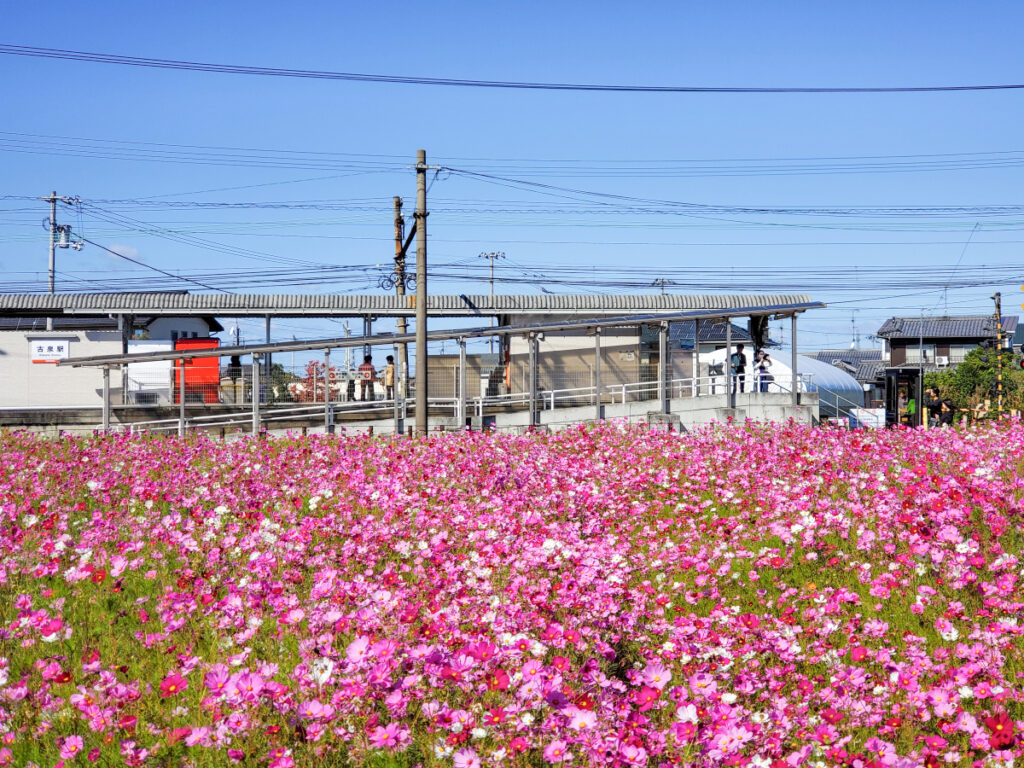 恋泉畑 愛媛県