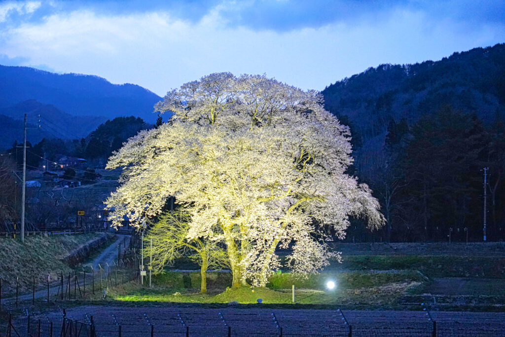 黒船桜 長野県