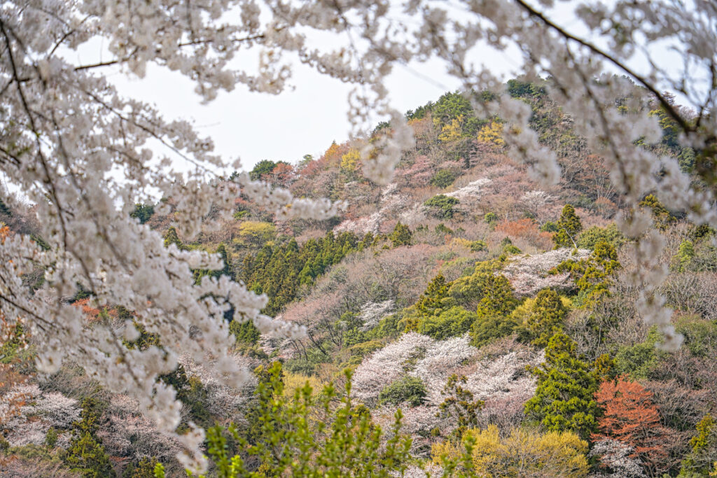 相津峠ヤマザクラ展望所 三重県
