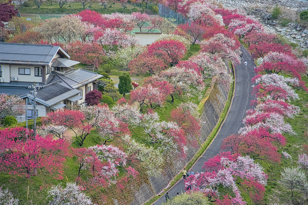 花桃の里・月川温泉郷 長野県