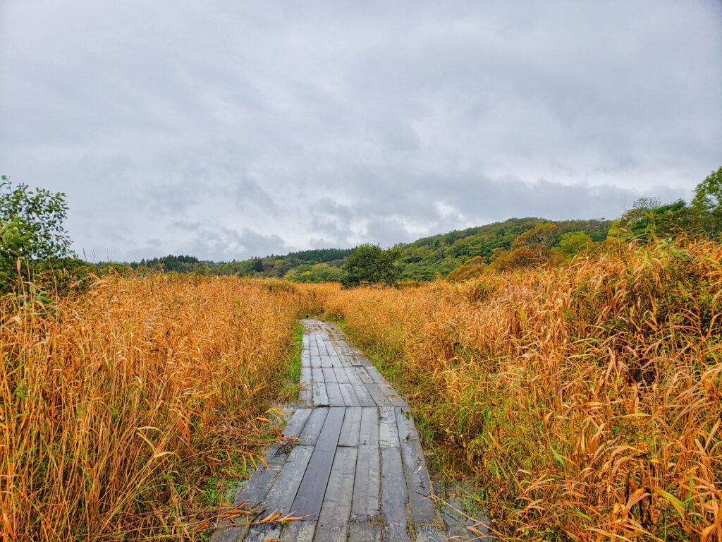 霧多布湿原（やちぼうず木道） 北海道